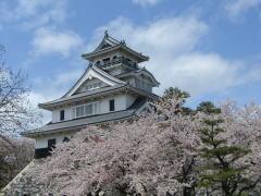 長浜城桜